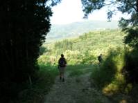 Walking through the olive trees